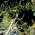 Utricularia minor