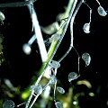 Utricularia minor