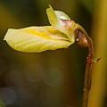 Utricularia minor