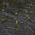 Utricularia minor