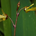 Utricularia minor