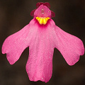 A pretty flower, Western Australia.