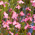 Utricularia multifida 