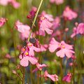 Utricularia multifida