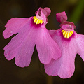 Close view of flowers, Western Australia.