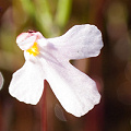 A rare white variant, Western Australia.