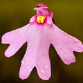 Utricularia multifida