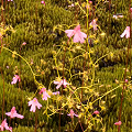 Growing with D. modesta on mosses, Western Australia.