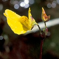 Utricularia ochroleuca