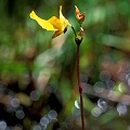 Utricularia ochroleuca