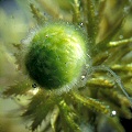 Utricularia stygia