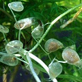 Utricularia stygia