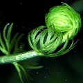 Utricularia stygia