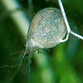 Utricularia ochroleuca