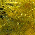 Utricularia olivacea