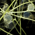 Plants in cultivation.