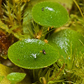 The leaves of this species are like tiny mushrooms.