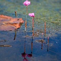 Growing in the Okefenokee Swamp.