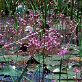 Growing in the Okefenokee Swamp.