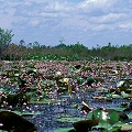 Utricularia purpurea