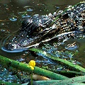 With a baby alligator.