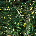 Many flowers in a small drainage.