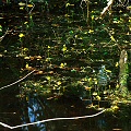 Many flowers in a small drainage.