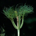 Developing flower stalk.