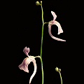 Utricularia sandersonii