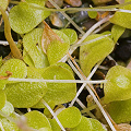 A tangle of stolons and leaves.