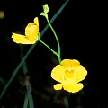 Utricularia