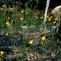 Growing in mucky soil.