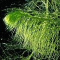 Utricularia striata