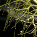 Utricularia stygia