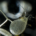 Utricularia stygia