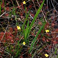 Growing with Drosera capillaris.