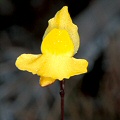 A flower portrait.