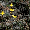 Utricularia subulata