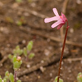 Utricularia tenella