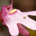 A very close view indeed, Western Australia.