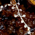 Utricularia triloba