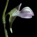 A close view of the inflorescence.