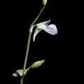 A more distant view of the inflorescence.