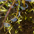 Submerged vegetation in New South Wales.