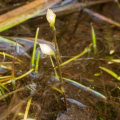 Utricularia uliginosa