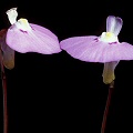 Utricularia uniflora