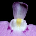 Utricularia uniflora