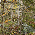 Typical undergrowth that had to be fought through to reach a Sarracenia site.