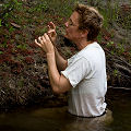 Beth examining Drosera stipules.