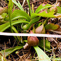 Giant Sarracenia psittacina.